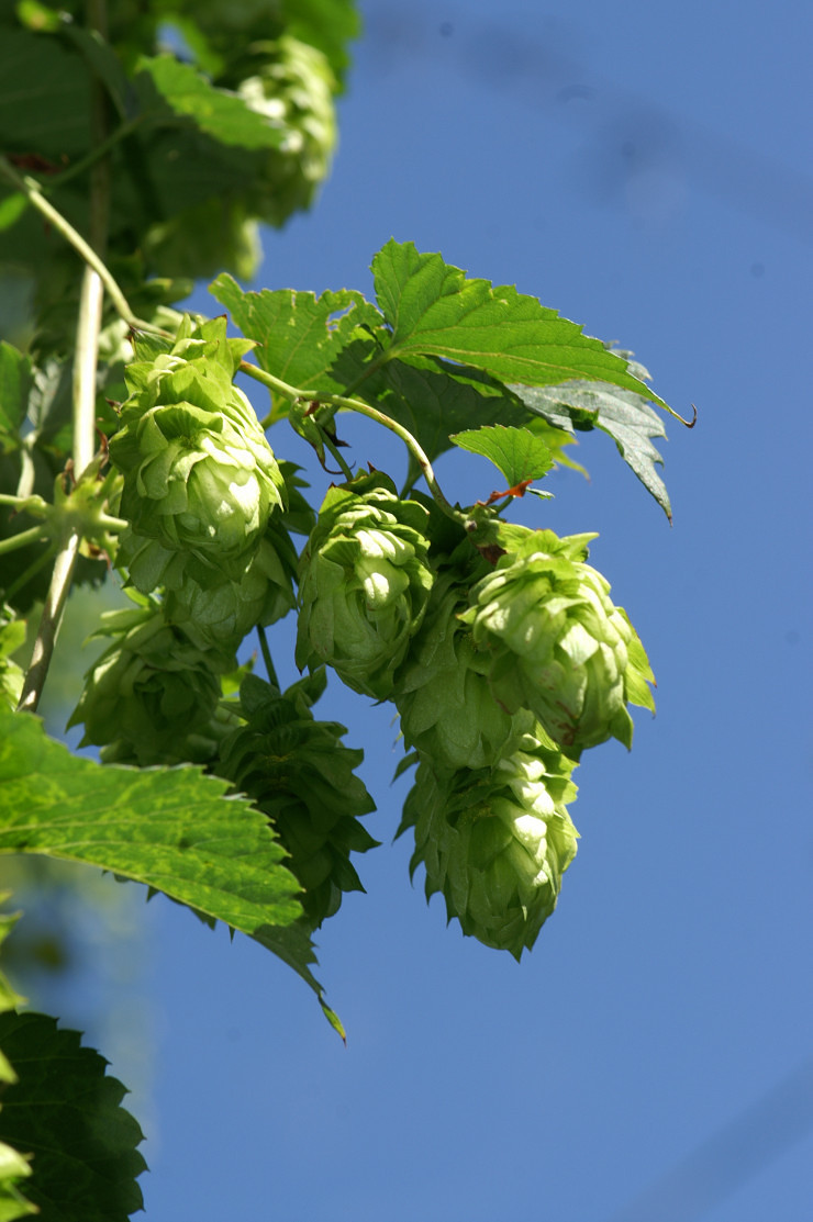 Gourmettouren am Bodensee / Culinary tours on Lake Constance