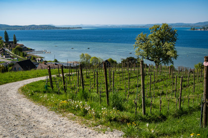 Genussvoller Spaziergang mit Wein und Geschichte in Ermatingen
