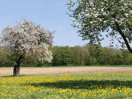 Kocherlebnis Typisch Thurgau 