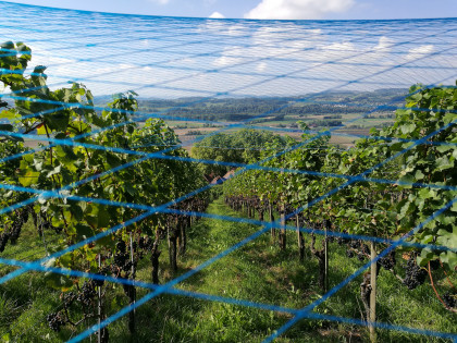 Weinweg Weinfelden in der Coop-Zeitung, Romandie