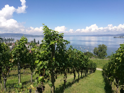 Wein- und Gourmetwanderung Untersee 2021